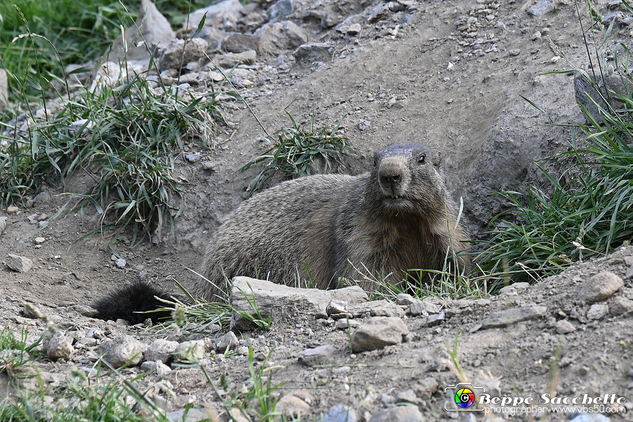 VBS_1 -  Plateau du Mont-Cenise, Grand Croix, Marmotte_-_0101 mt.jpg